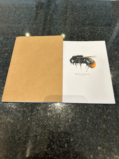 Chadwick Bombus Lapidarius Card S/2