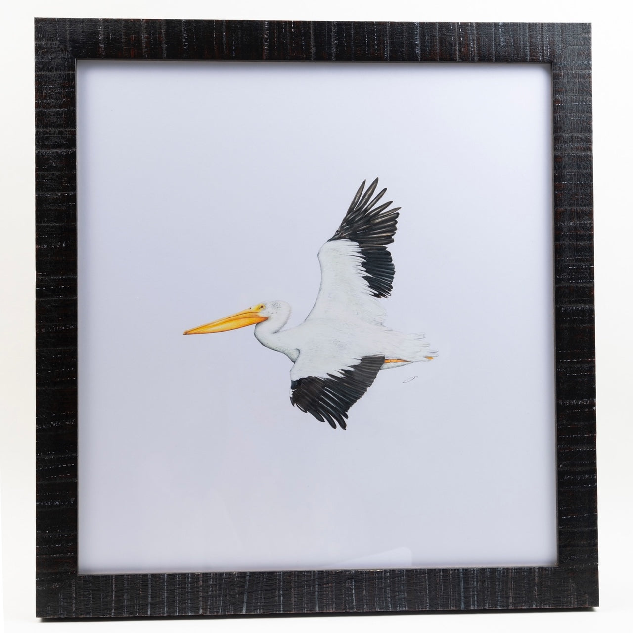 CHADWICK AMERICAN WHITE PELICAN