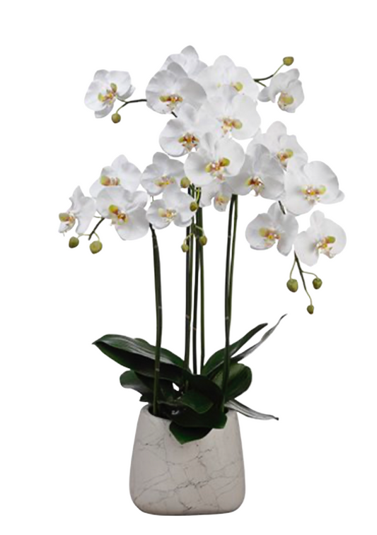 Allstate Phalaenopsis Planting Pot 35”