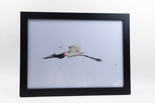 CHADWICK FLYING JABIRU STORK